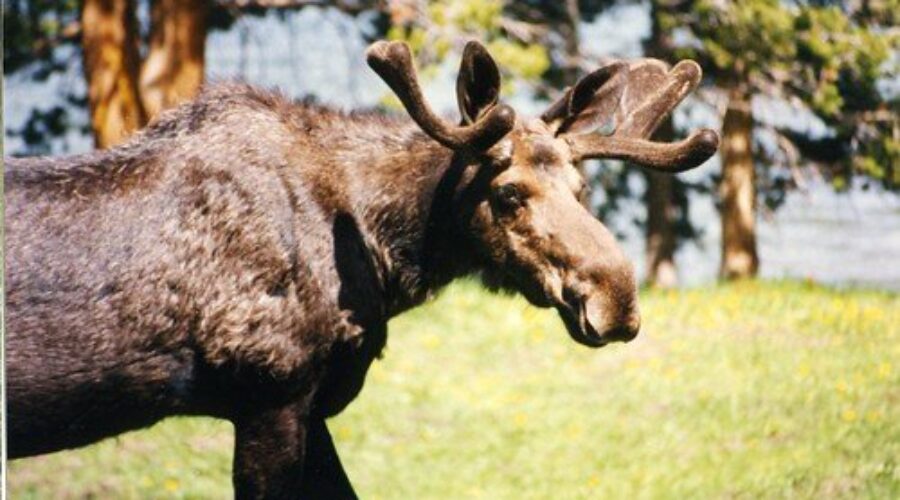 Moose Tag System Under Review