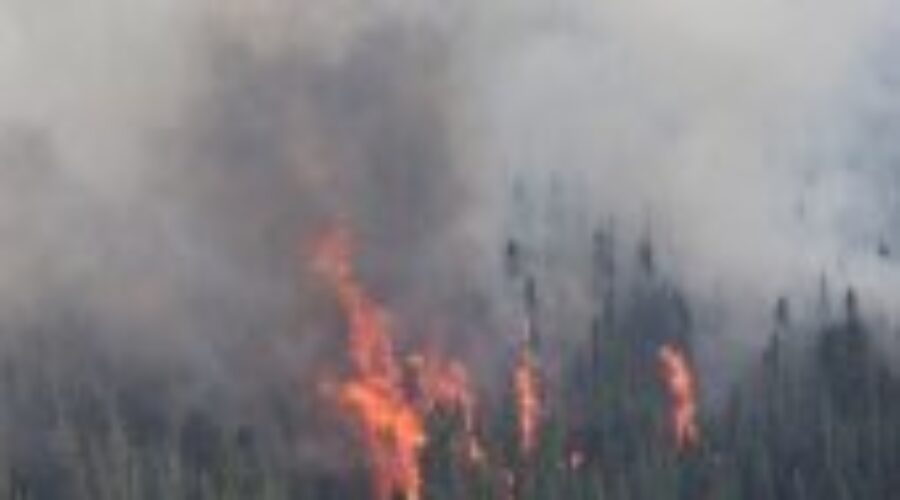 Forest Fire Update