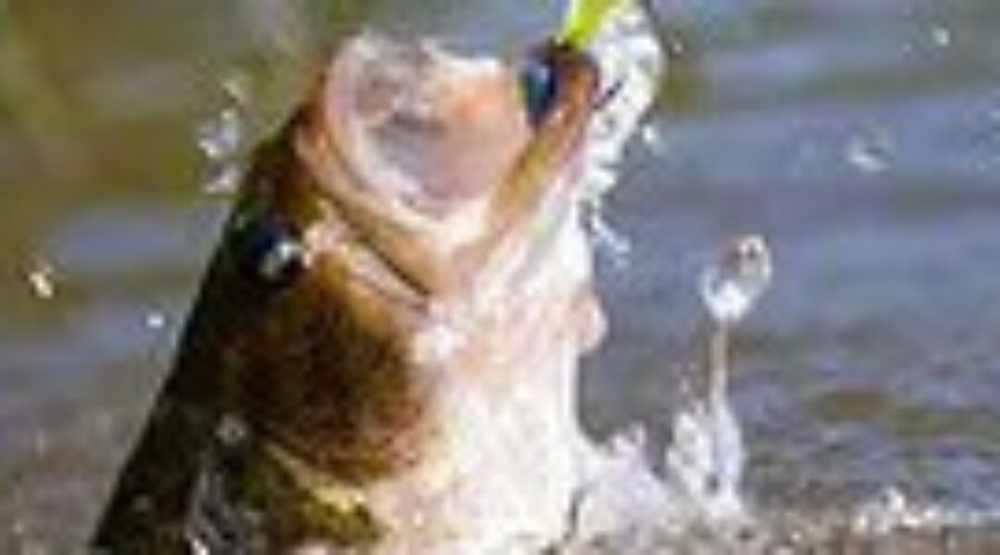 Early Bird Registration Ends Saturday For Dryden Bass Tournament