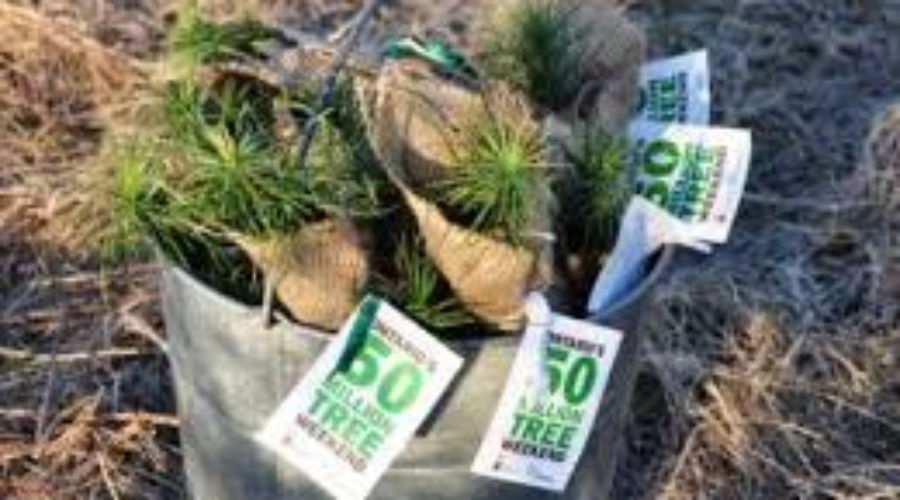 50-million 50 Million Tree Program Coming To Dryden