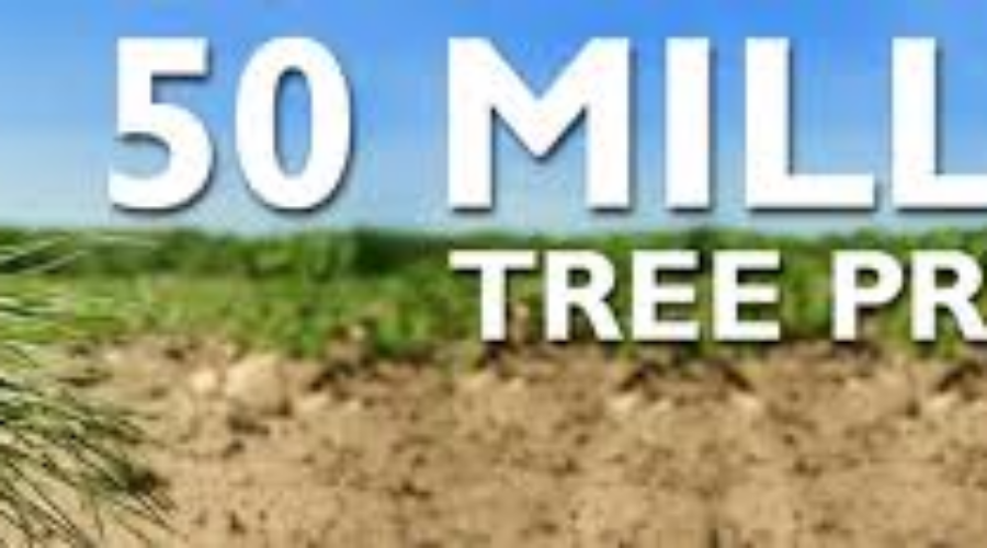 Northern Campaign To Plant More Trees