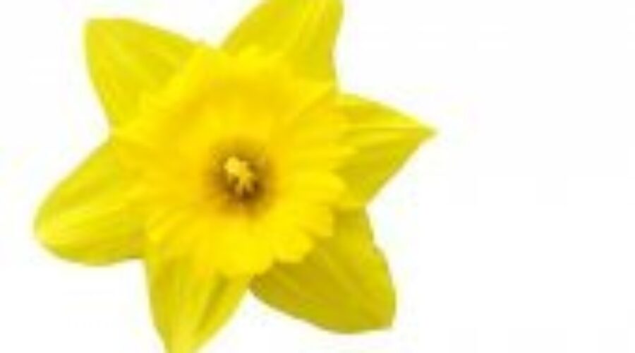 Cancer Society Looking For Volunteers