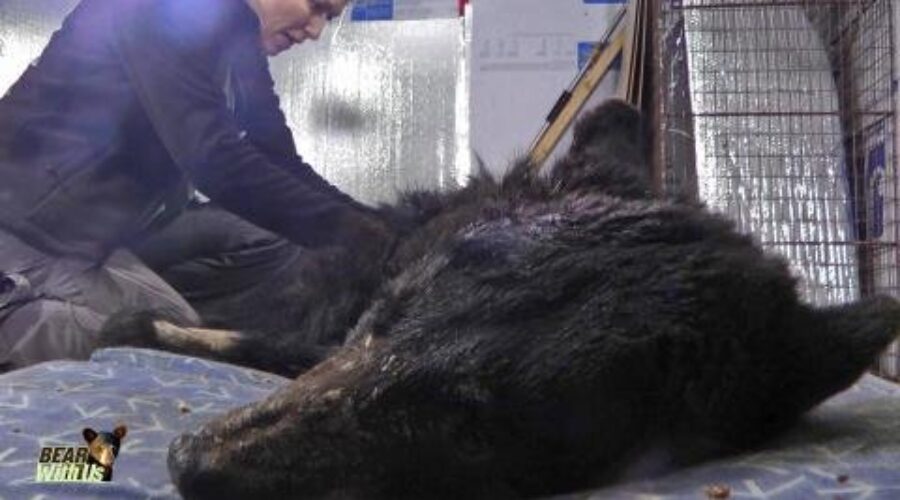 Black Bear Recovering