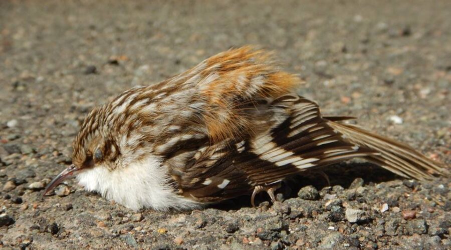 Brown-Creeper-Petitcodiac-Watershed-Alliance-Photo-Credit-from-Facebook Tens Of Millions Of Birds Die Each Year In Canada Hitting Glass In Buildings