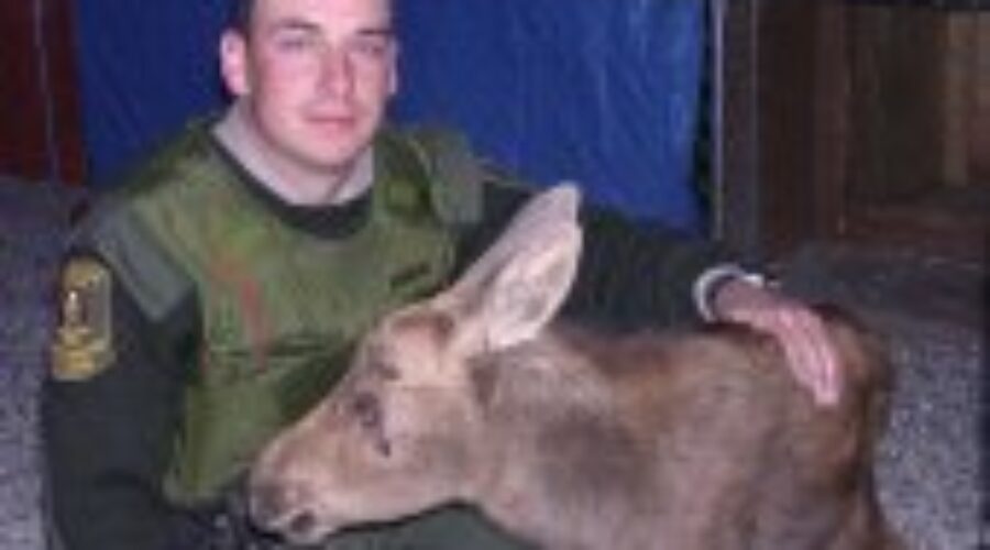 CO-With-Calf-Moose MNR Warning Of Hefty Fines
