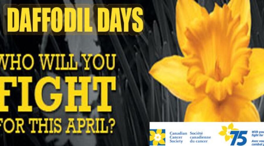 April Is Daffodil Month For Cancer Society
