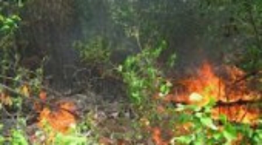 Forest-Fire-brush_0 Firefighters On High Alert