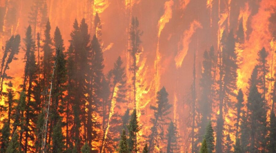 Forest-fire-July-20-2011_1 Forest Fire Hazard High Across Region