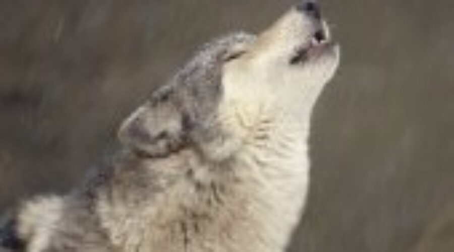 Timber Wolf Sightings In Dryden Area