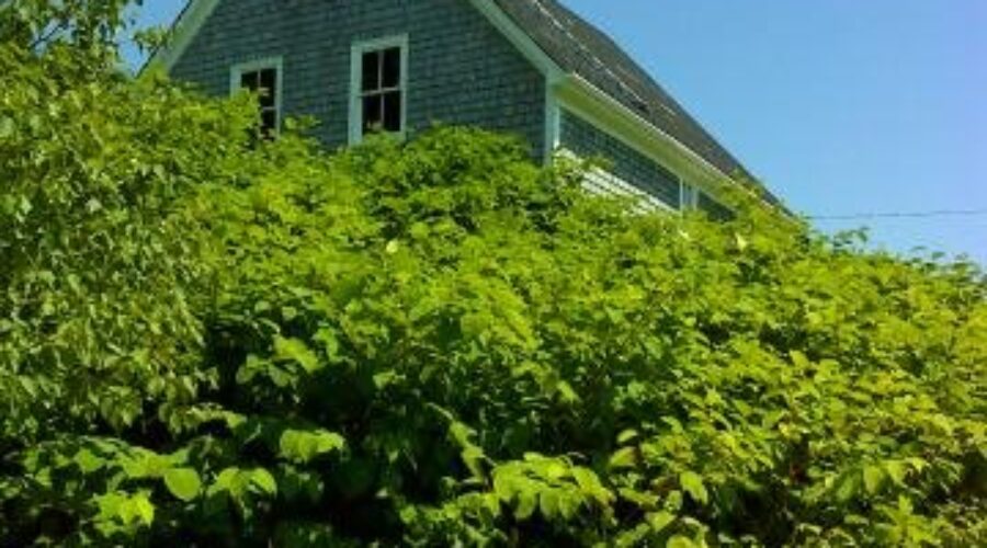 Japanese Knotweed Concerns In Northwest Region