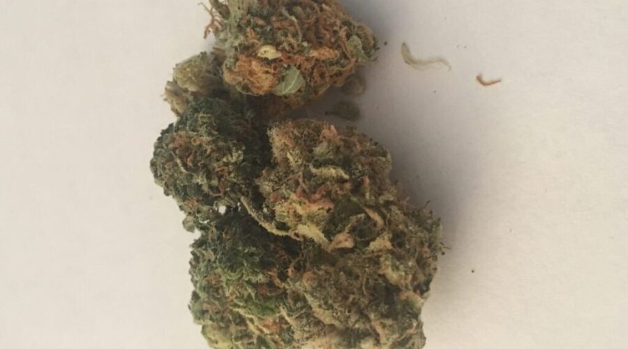 ‘Dogs Don’t Know What’s Going On With Them”: Vet Reminds People To Lock Pot Up