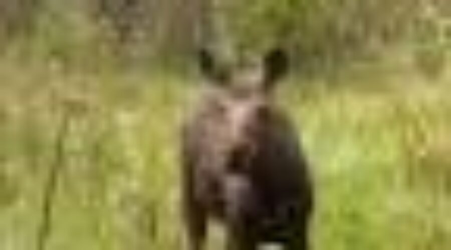 Province Looking At Changes To Moose Hunt