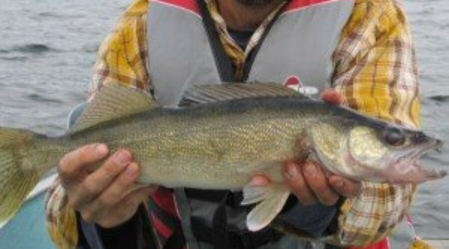 Nice-Walleye-e1306164436596-300x199 Changes Coming to Walleye Regs on Wabigoon Chain
