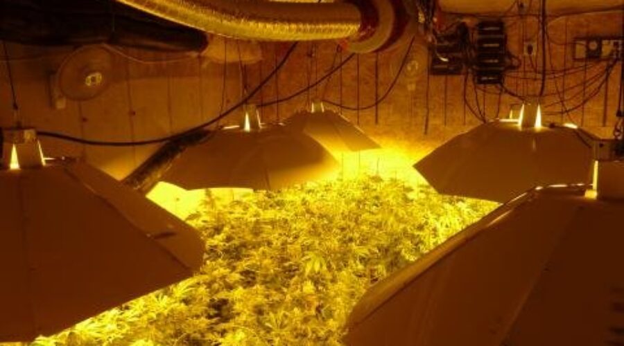 Pot-1 Police Bust T.Bay Grow Op