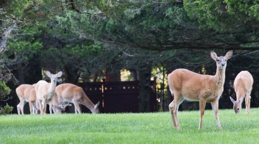 Kenora Taking Action On Nuisance Deer Problem