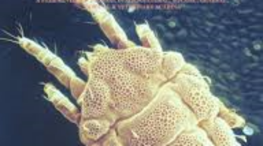 Lyme Disease Warning