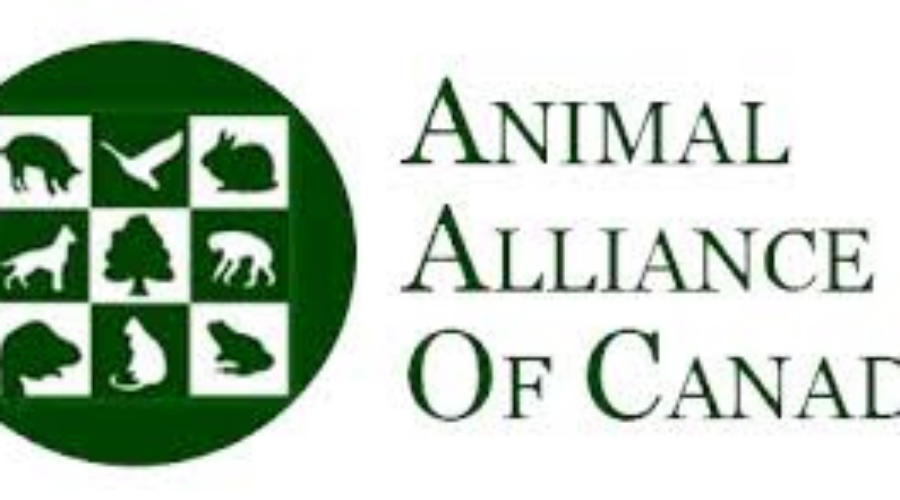 Animal Alliance Of Canada Not Pleased With Spring Bear Hunt Decision