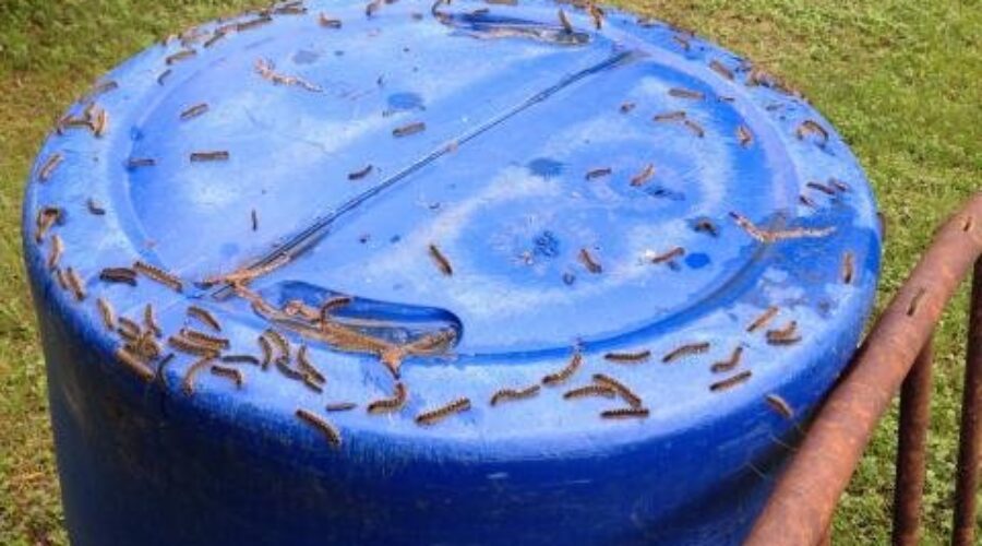 Army Worms Back In Northwestern Ontario
