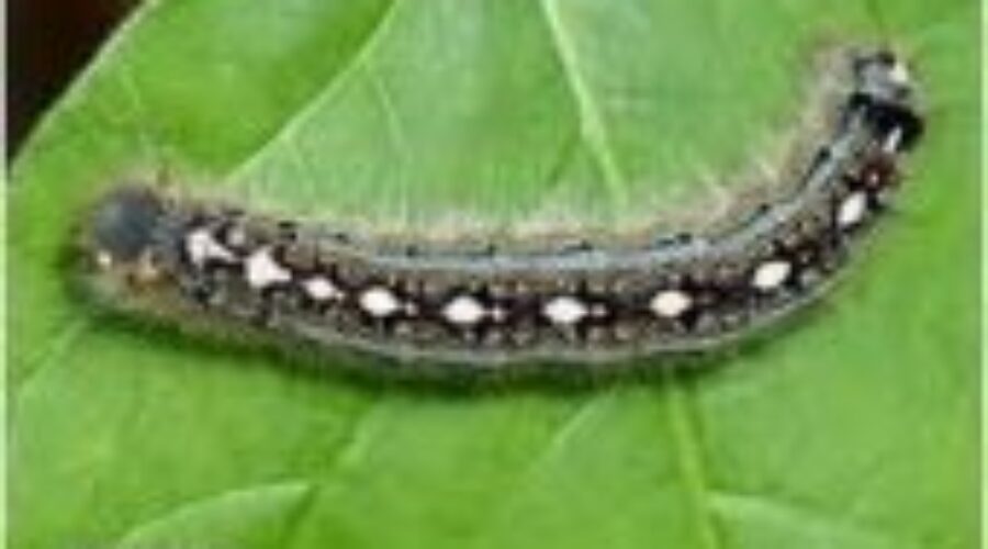 Summer Pests Making A Return To The Region