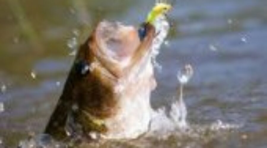 bass Dyrden Bass Championship Starts Sunday