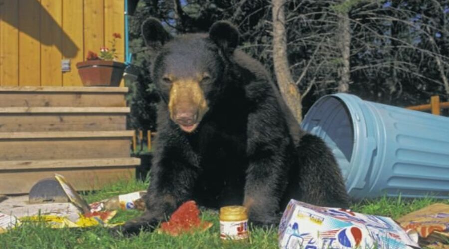 bear-nuisance_650x366 Nuisance Bear Reports On The Rise