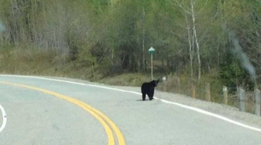 bear20on20road Bear Reports Prompt Tips From OPP