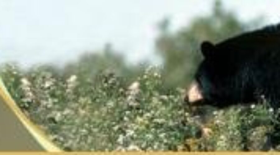 Animal Advocay Group Calling For Changes To Bear Management Programs