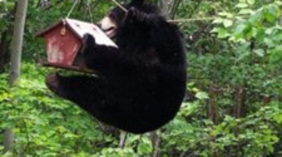 OPP Dealing With Increase In Bear Calls