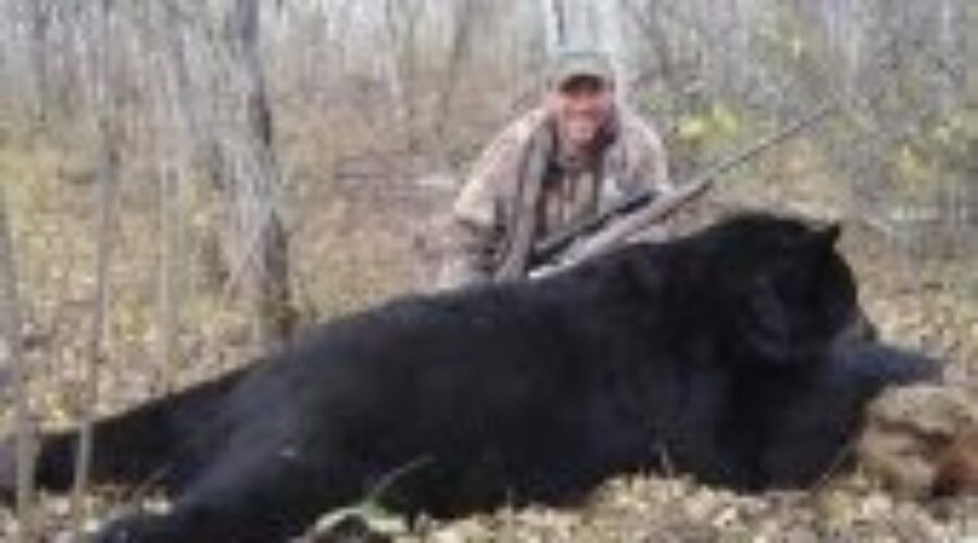 Possible Return Of Spring Bear Hunt?