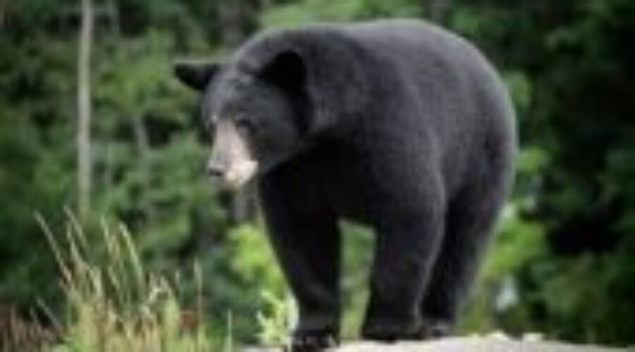 bearimages Thunder Bay Man Speaks About His Ordeal