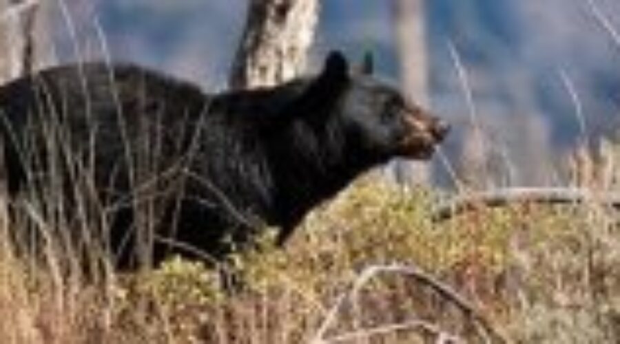 bears Motion Passed To Create Bear Management Committee