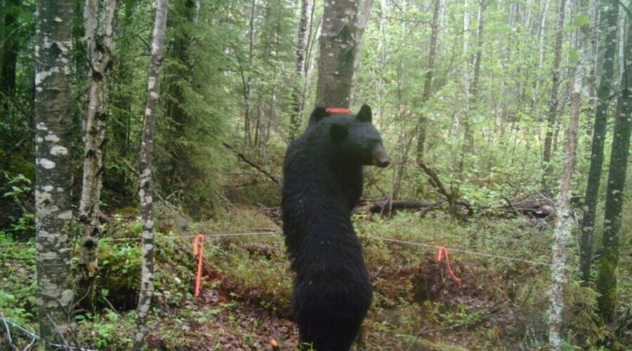 bears_2 Tips For Bear Encounters