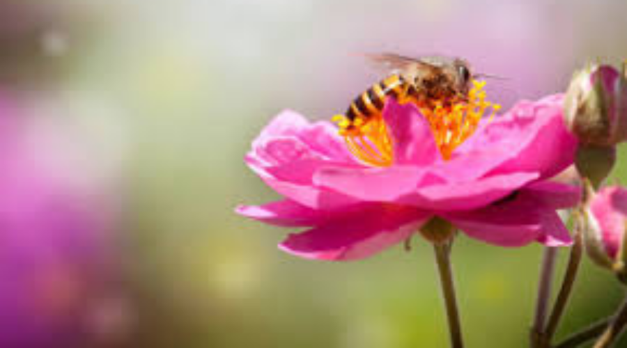 Bee Meeting Taking Place Tonight