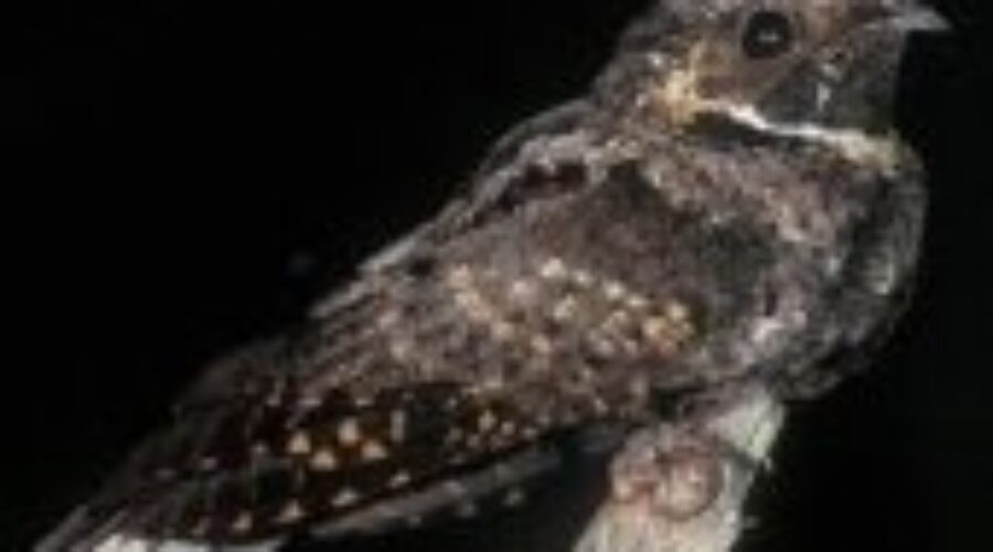 MNR Trying To Track Rare Bird Numbers
