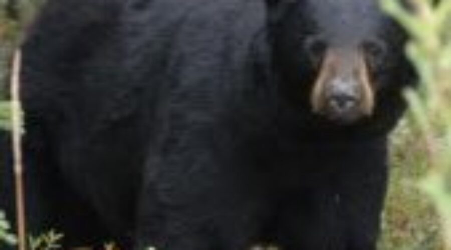 black-bear MNR Puts Bear To Sleep Following Attack
