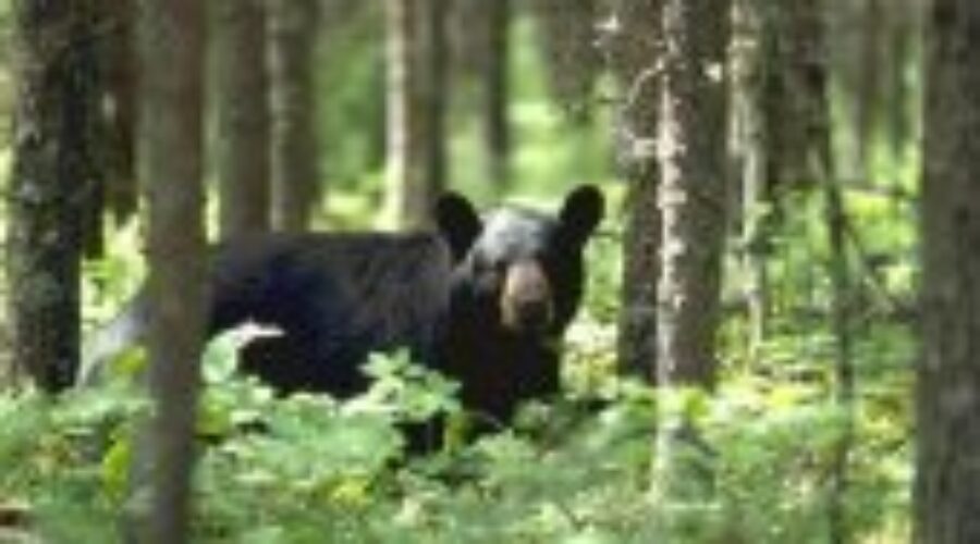 black-bear2_0 MNR Asking Hunters To Look Out For Firefighters