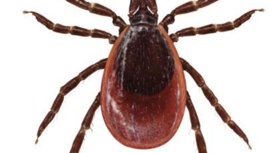 Lyme Disease Prevelant In Kenora District