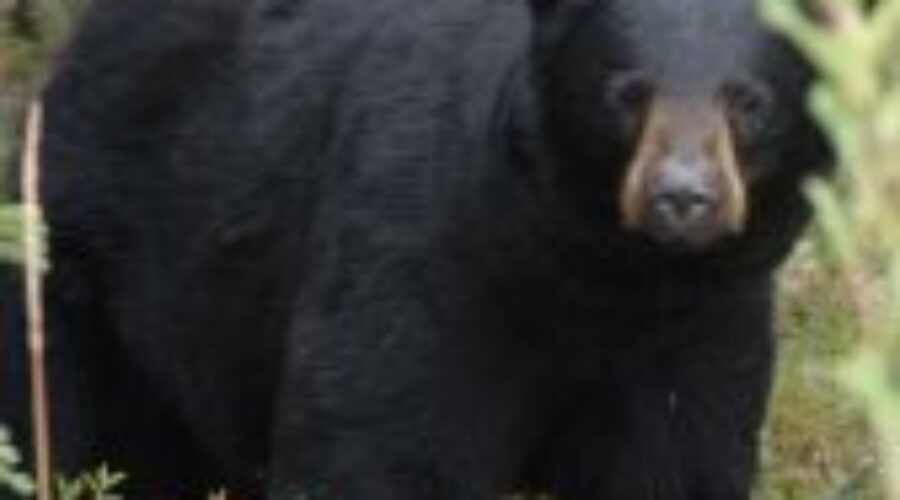 black_bear_000 Man Injured Following Bear Attack