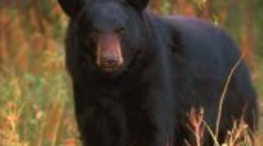 Call Made For The Return Of The Spring Bear Hunt