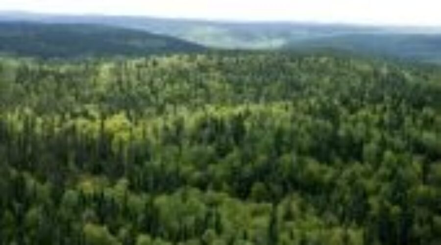 Environmental Groups Suspend Work With Resolute