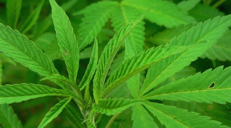 Panel Releases Guidelines Reducing Risk For Cannabis Users