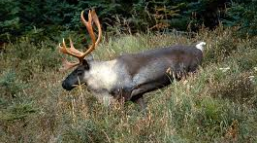 Province Releases Report on Woodland Caribou