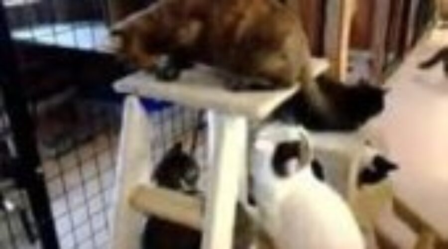 catpet Cat Walk-A-Thon In Sioux Lookout