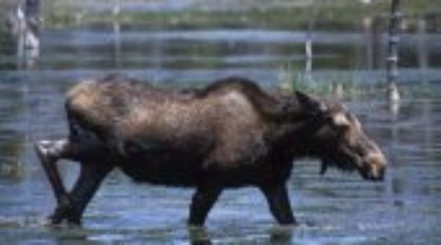 Dryden Man And Another Fined For Harassing A Moose
