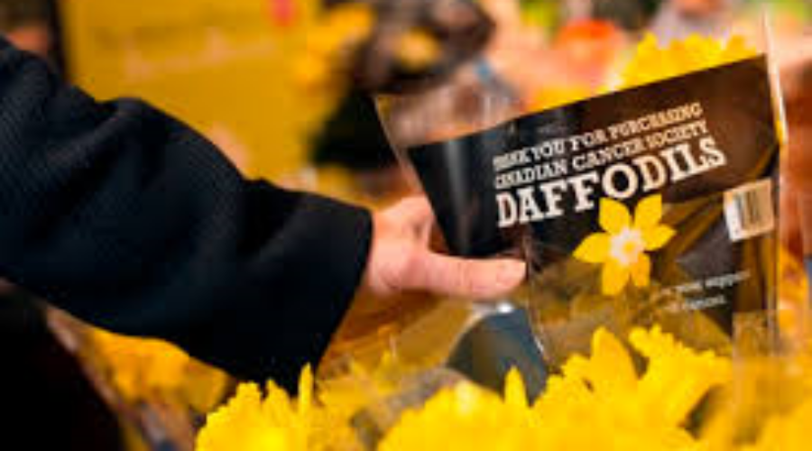 Cancer Society Launches Daffodil Campaign
