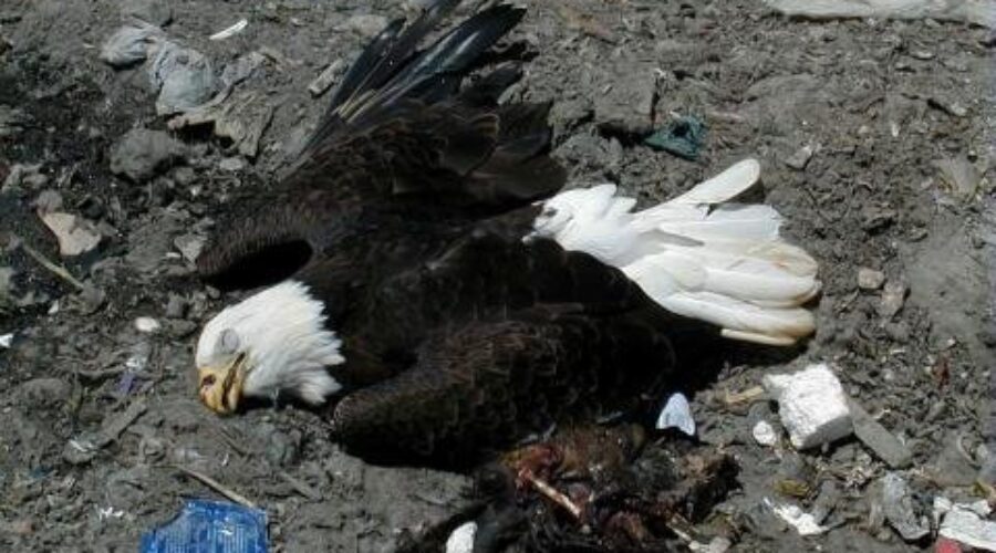 Ten Eagles Found Dead In Dalles First Nation