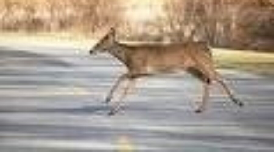 Unified Front Presented To Tackle Deer Problem