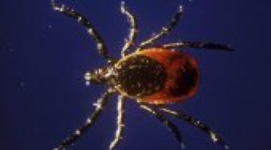 Protect Yourself Against Lyme Disease