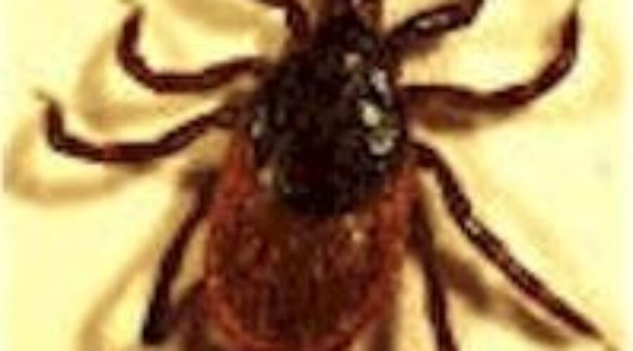 deer20tick_5 Tick Season Raises Concerns Of Lyme Disease
