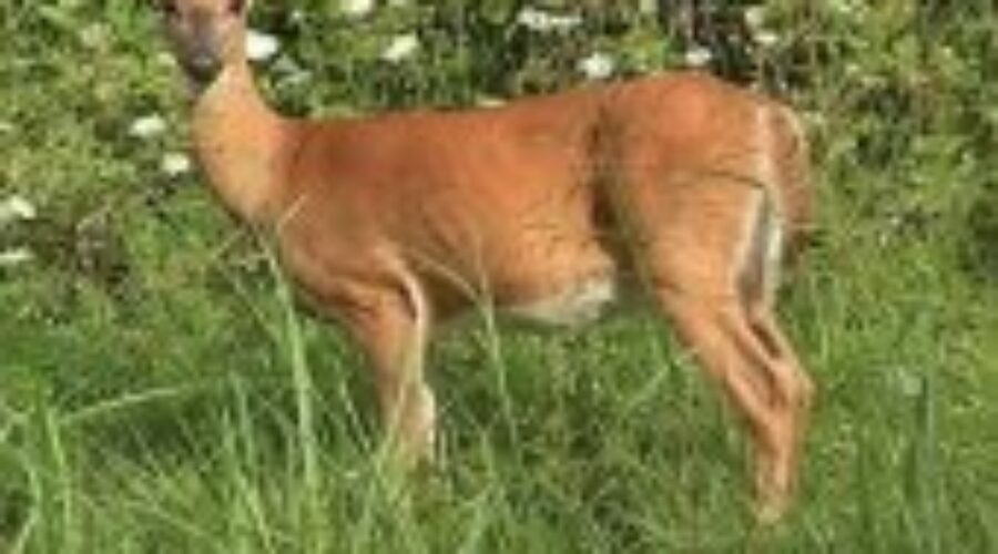 Angry Deer Spotted in Dryden And Sioux Lookout